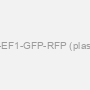 pPS-EF1-GFP-RFP (plasmid)